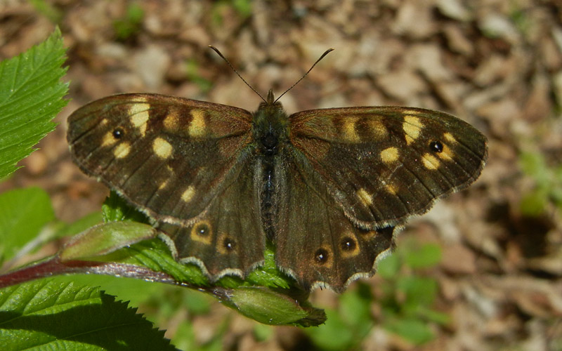 Pararge aegeria - Nymphalidae Satyrinae........dal Trentino